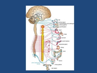 Autonomic Nervous System.pptx