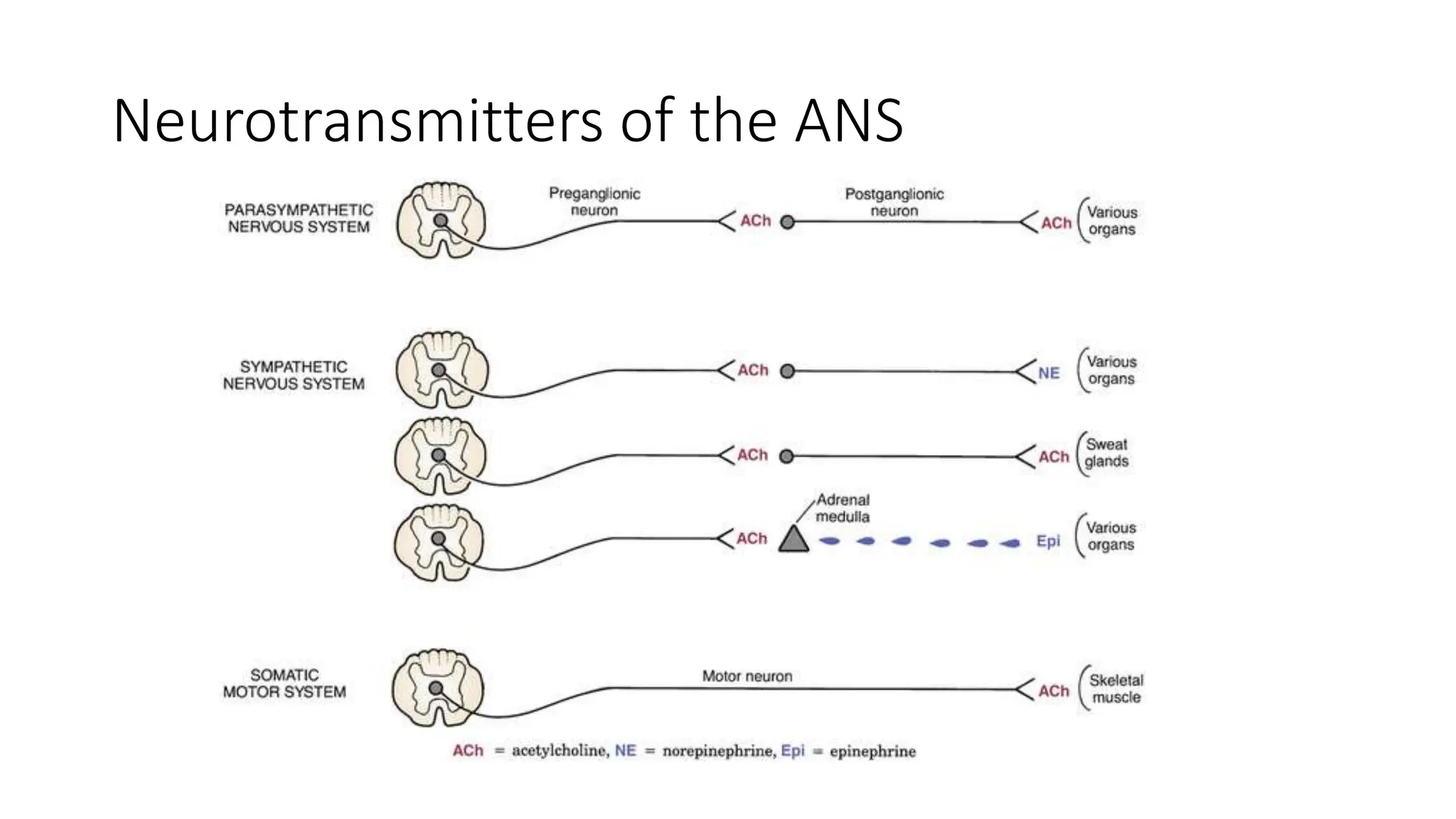 Neurotransmitters of the ANS
 