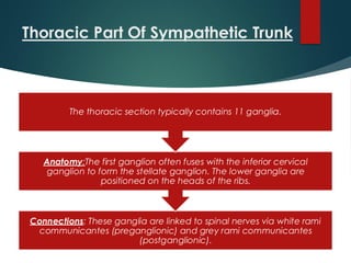 Thoracic Part Of Sympathetic Trunk
Connections: These ganglia are linked to spinal nerves via white rami
communicantes (preganglionic) and grey rami communicantes
(postganglionic).
Anatomy:The first ganglion often fuses with the inferior cervical
ganglion to form the stellate ganglion. The lower ganglia are
positioned on the heads of the ribs.
The thoracic section typically contains 11 ganglia.
 