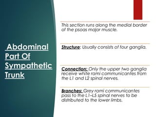 Abdominal
Part Of
Sympathetic
Trunk
This section runs along the medial border
of the psoas major muscle.
Structure: Usually consists of four ganglia.
Connection: Only the upper two ganglia
receive white rami communicantes from
the L1 and L2 spinal nerves.
Branches: Grey rami communicantes
pass to the L1–L5 spinal nerves to be
distributed to the lower limbs.
 