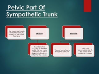 Pelvic Part Of
Sympathetic Trunk
The pelvic part runs in
front of the sacrum,
medial to the sacral
foramina.
Structure:
It contains four
ganglia. At its lowest
point, the two trunks
unite and fuse into a
single ganglion impar
in front of the coccyx.
Branches:
Visceral branches: To
the pelvic plexuses.
Grey rami
communicantes: To
the sacral and
coccygeal nerves.
 