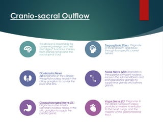 Cranio-sacral Outflow
This division is responsible for
conserving energy and "rest
and digest" functions. It arises
from cranial nerves and the
sacral spinal cord.
Preganglionic fibers: Originate
in the brainstem and travel
through four specific cranial
nerves:
Oculomotor Nerve
(III):Originates in the Edinger-
Westphal nucleus; relays in the
ciliary ganglion to control the
pupil and lens.
Facial Nerve (VII):Originates in
the superior salivatory nucleus;
relays in the submandibular and
pterygopalatine ganglia to
supply tear glands and salivary
glands.
Glossopharyngeal Nerve (IX):
Originates in the inferior
salivatory nucleus; relays in the
otic ganglion to supply the
parotid gland.
Vagus Nerve (X): Originates in
the dorsal nucleus of vagus ;
provides extensive innervation
to the heart, lungs, and the
majority of the gastrointestinal
tract.
 