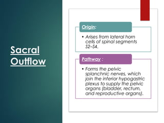 Sacral
Outflow
• Arises from lateral horn
cells of spinal segments
S2–S4.
Origin:
• Forms the pelvic
splanchnic nerves, which
join the inferior hypogastric
plexus to supply the pelvic
organs (bladder, rectum,
and reproductive organs).
Pathway :
 