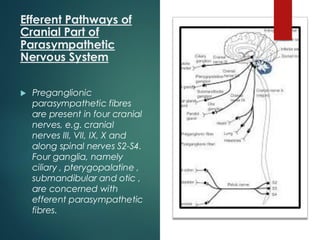 Efferent Pathways of
Cranial Part of
Parasympathetic
Nervous System
 Preganglionic
parasympathetic fibres
are present in four cranial
nerves, e.g. cranial
nerves III, VII, IX, X and
along spinal nerves S2-S4.
Four ganglia, namely
ciliary , pterygopalatine ,
submandibular and otic ,
are concerned with
efferent parasympathetic
fibres.
 
