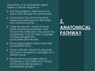 2.
ANATOMICAL
PATHWAY
The journey of a sympathetic signal
follows a specific sequence:
 Exit: Preganglionic fibers leave the
spinal cord through the ventral roots.
 Connection: They enter the spinal
nerves and then pass into the white
rami communicantes
 There are exactly 14 pairs of these
white rami.The Sympathetic Trunk:
Once in the white rami, they reach the
sympathetic trunk (a chain of ganglia
running alongside the
spine).Alternative Routes
 Once preganglionic fibers reach the
sympathetic trunk.
 Travel vertically: Ascend or descend
the trunk to synapse in a ganglion at a
different level.
 Bypass the trunk ganglia without
synapsing to form splanchnic nerves,
which eventually synapse in
prevertebral ganglia.
 