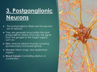 3. Postganglionic
Neurons
 The postganglionic fibers are the second
set of neurons.
 They are generally long (unlike the short
preganglionic fibers) and carry the signal
from the ganglia to the target organs,
such as :
 Skin: Arrector pilorum muscles (causing
goosebumps) and sweat glands.
 Viscera: Heart, lungs, and abdominal
organs.
 Blood Vessels: Controlling dilation or
constriction.
 