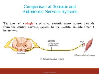 Comprehensive Overview of the Autonomic Nervous System: Anatomy ...