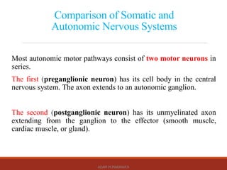 Comprehensive Overview of the Autonomic Nervous System: Anatomy ...