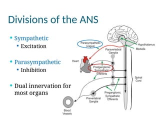 Comprehensive Overview of the Autonomic Nervous System: Structure ...