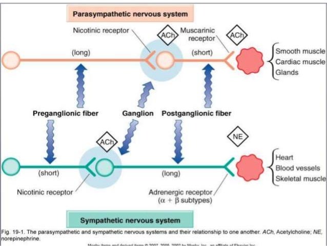 autonomic nervous system introduction and cholinergic system cholinergic agonist