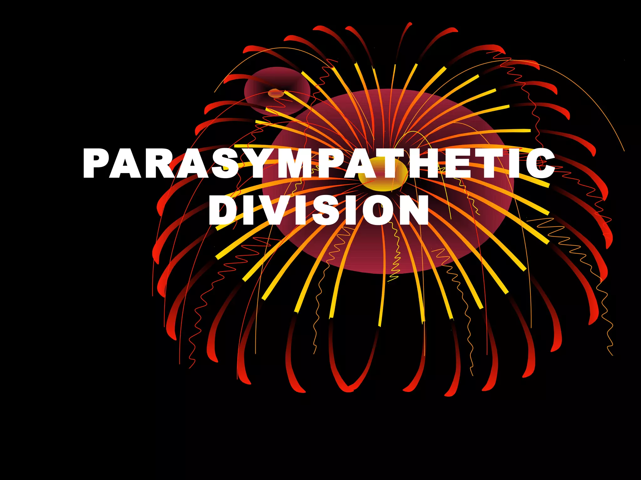 PARASYMPATHETIC
    DIVISION
 
