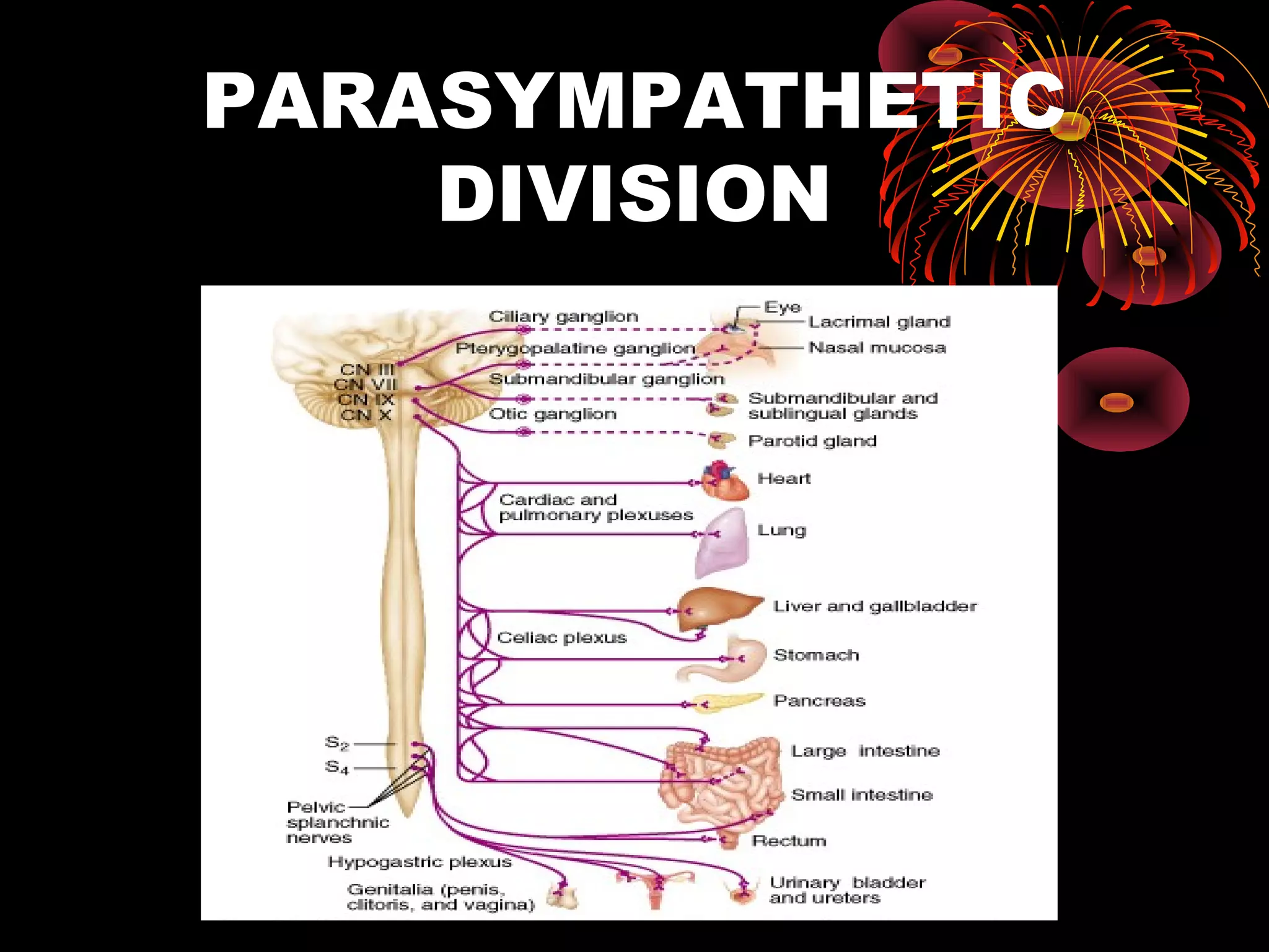 PARASYMPATHETIC
    DIVISION
 