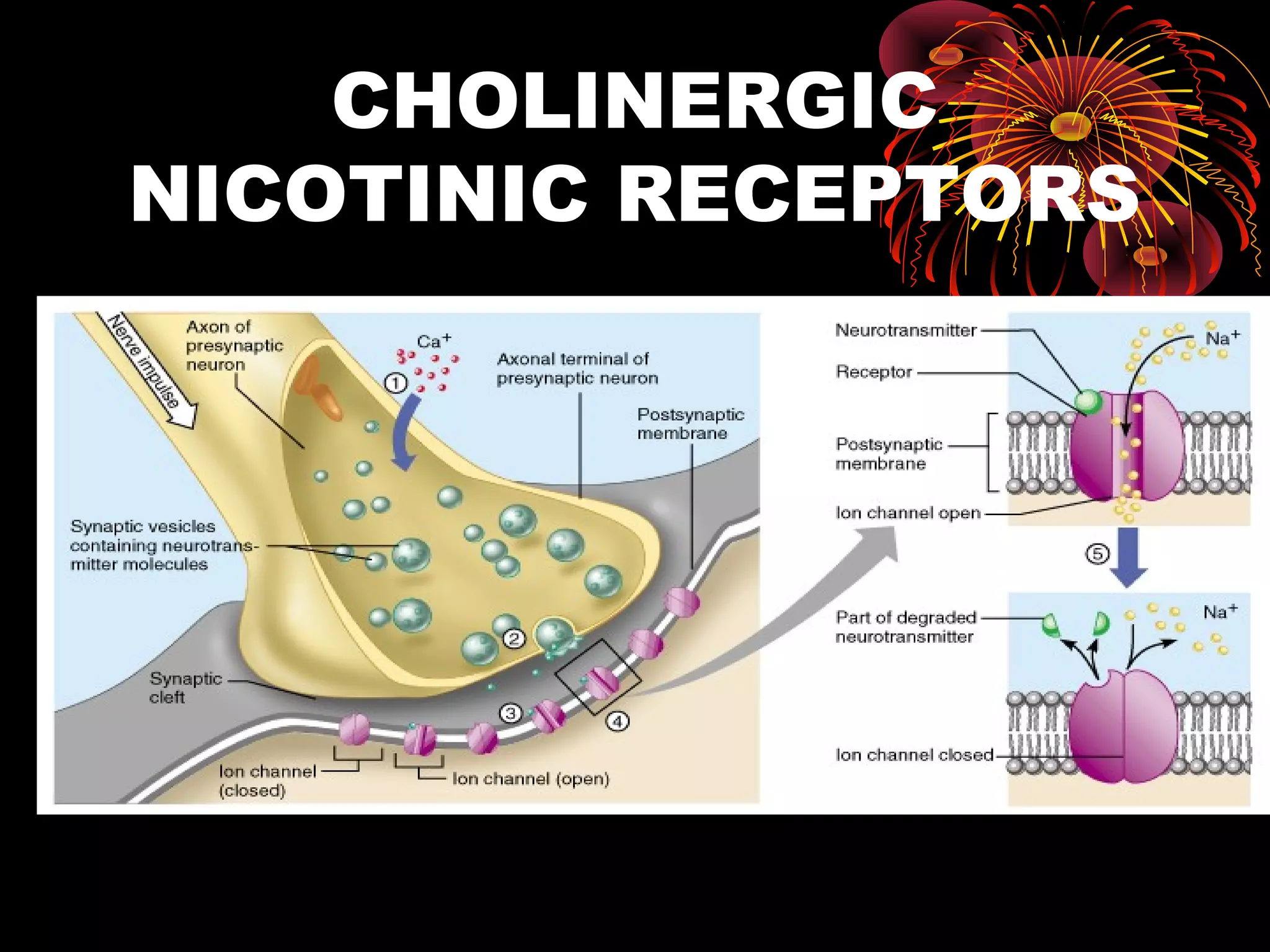 CHOLINERGIC
NICOTINIC RECEPTORS
 
