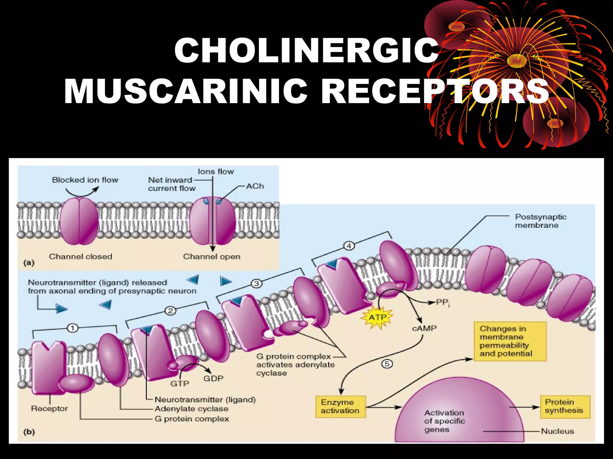 CHOLINERGIC
MUSCARINIC RECEPTORS
 