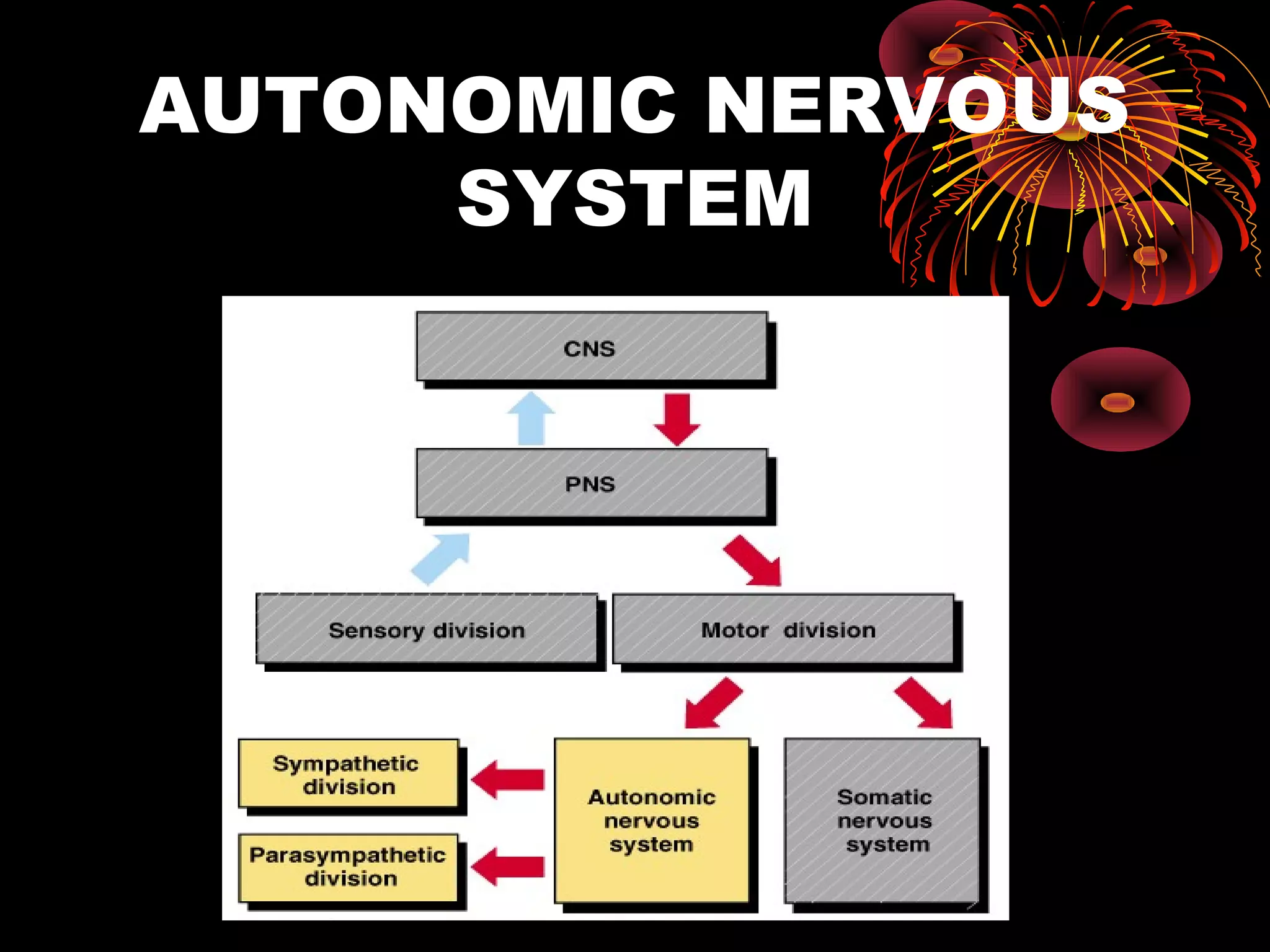 AUTONOMIC NERVOUS
     SYSTEM
 
