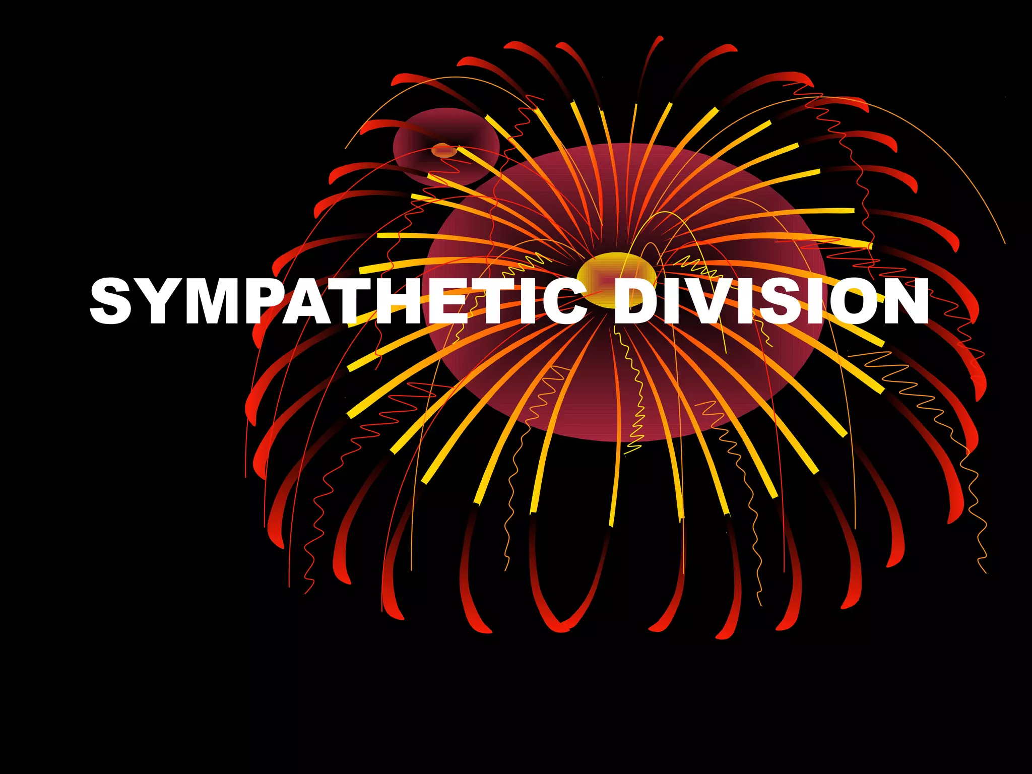 SYMPATHETIC DIVISION
 