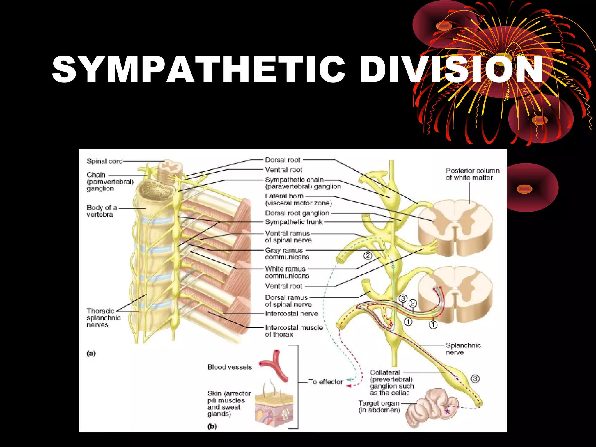 SYMPATHETIC DIVISION
 