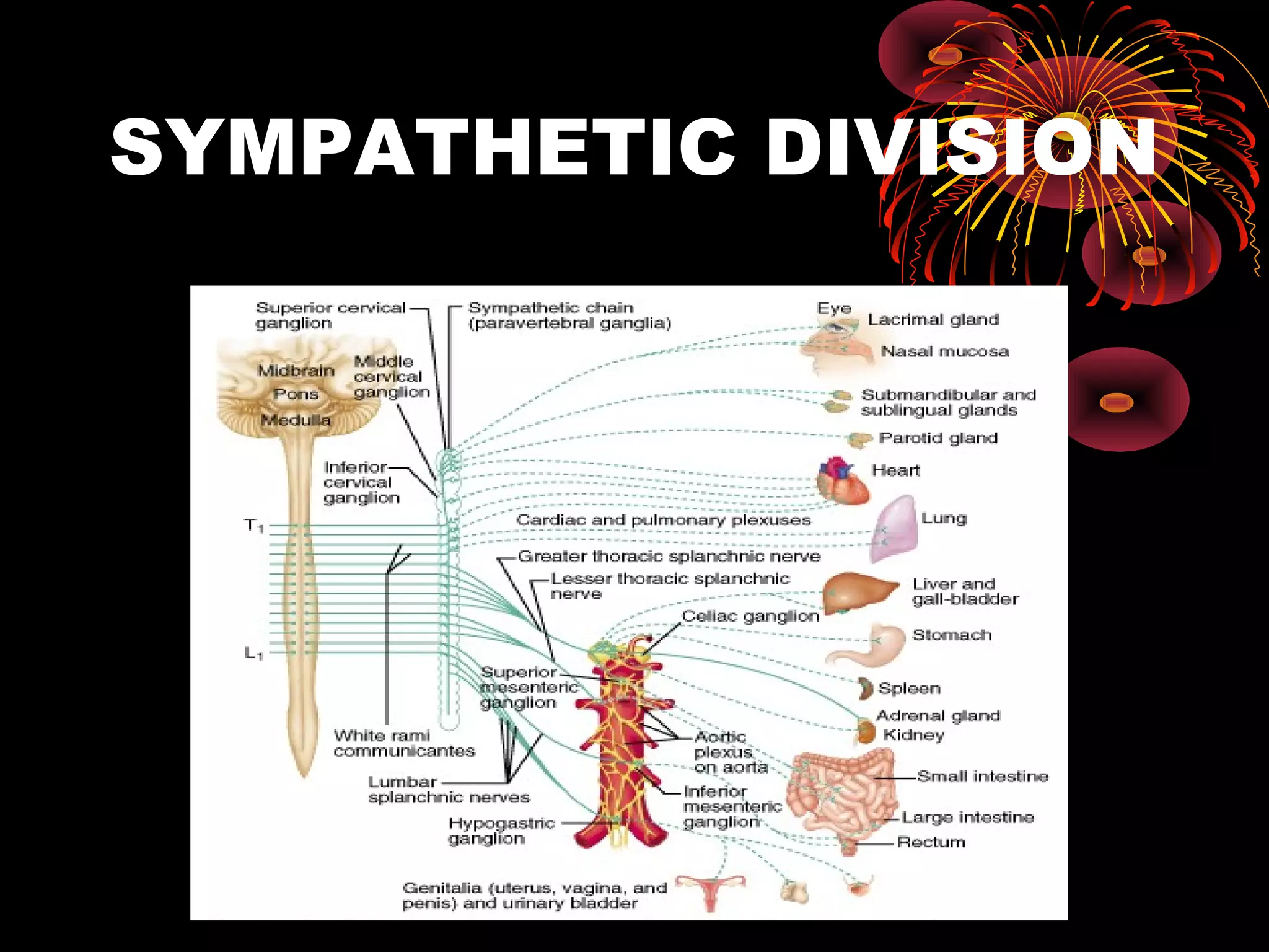 SYMPATHETIC DIVISION
 