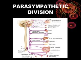 PARASYMPATHETIC
    DIVISION
 