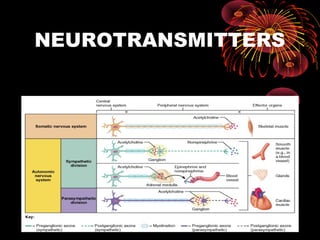 NEUROTRANSMITTERS
 