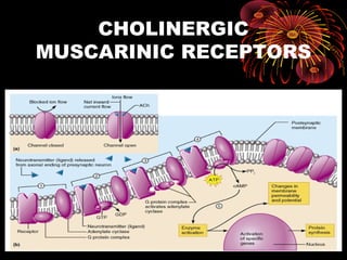 CHOLINERGIC
MUSCARINIC RECEPTORS
 