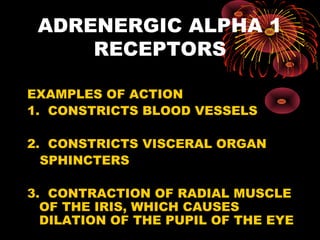 ADRENERGIC ALPHA 1
     RECEPTORS

EXAMPLES OF ACTION
1. CONSTRICTS BLOOD VESSELS

2. CONSTRICTS VISCERAL ORGAN
  SPHINCTERS

3. CONTRACTION OF RADIAL MUSCLE
  OF THE IRIS, WHICH CAUSES
  DILATION OF THE PUPIL OF THE EYE
 