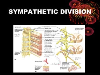 SYMPATHETIC DIVISION
 
