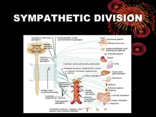SYMPATHETIC DIVISION
 