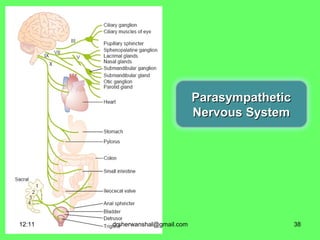 Anatomical Differences in Sympathetic
and Parasympathetic Divisions
 