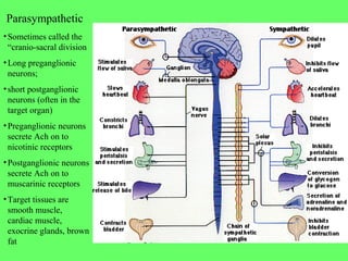 Overview of the Autonomic Nervous SystemOverview of the Autonomic Nervous System
Differences between Sympathetic & Parasym...
