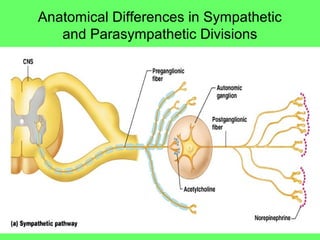 Overview of ANSOverview of ANS
Functional Differences
Sympathetic
• “Fight or flight”
• Catabolic (expend energy)
Parasymp...
