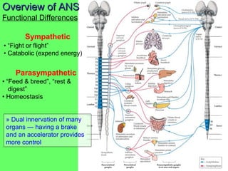 Sympathetic System: SummarySympathetic System: Summary
T1
L2
4- somatic
tissues
(body wall, limbs)
visceral tissues
(organ...