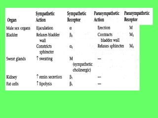 Autonomic nervous system Physiology