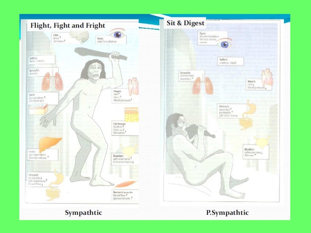 somatic nervous system vs autonomic nervous system somatic nervous system vs autonomic nervous system