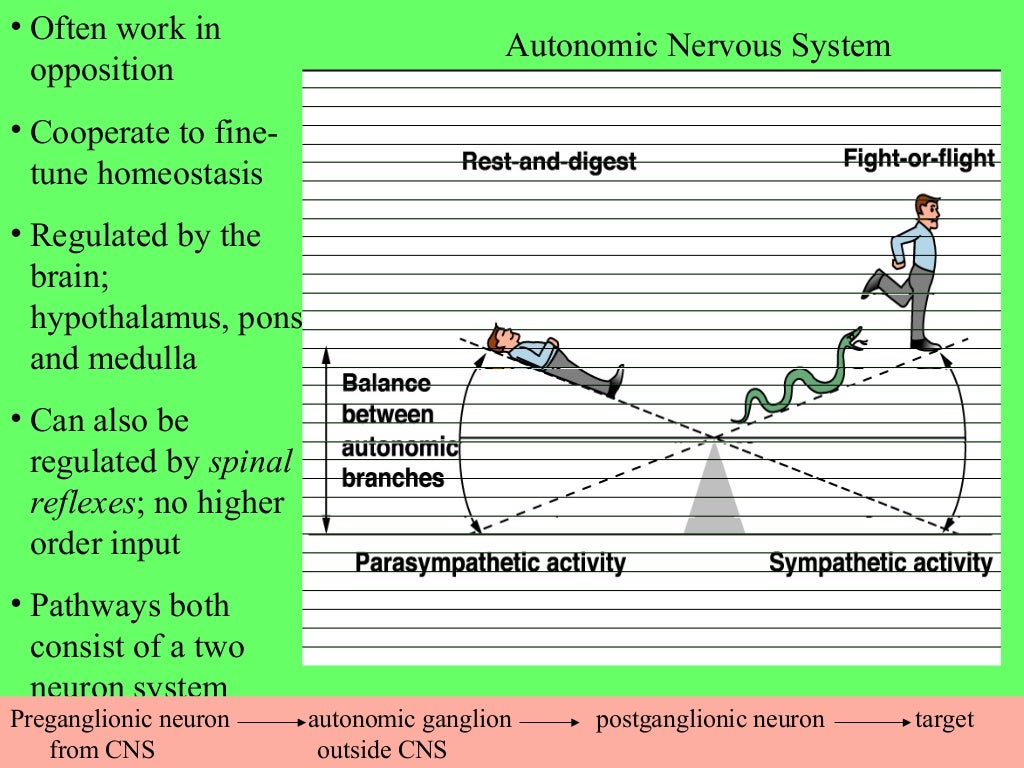 Autonomic nervous system Physiology