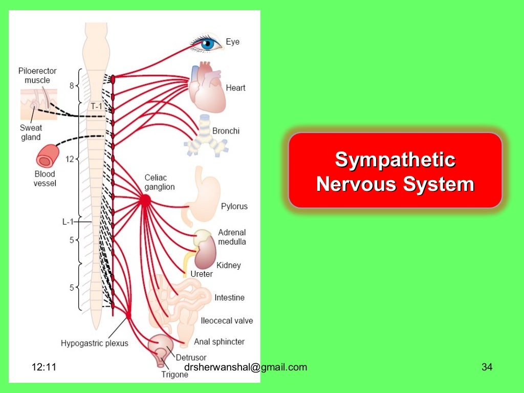 Autonomic nervous system Physiology