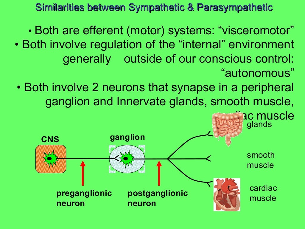 Autonomic nervous system Physiology