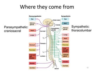 Where they come from
10
Parasympathetic:
craniosacral
Sympathetic:
thoracolumbar
 