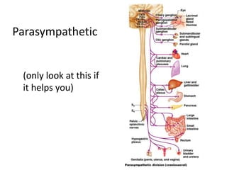 Parasympathetic
(only look at this if
it helps you)
13
 
