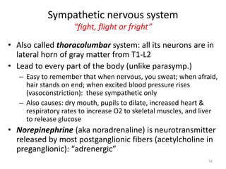 Sympathetic nervous system
“fight, flight or fright”
• Also called thoracolumbar system: all its neurons are in
lateral horn of gray matter from T1-L2
• Lead to every part of the body (unlike parasymp.)
– Easy to remember that when nervous, you sweat; when afraid,
hair stands on end; when excited blood pressure rises
(vasoconstriction): these sympathetic only
– Also causes: dry mouth, pupils to dilate, increased heart &
respiratory rates to increase O2 to skeletal muscles, and liver
to release glucose
• Norepinephrine (aka noradrenaline) is neurotransmitter
released by most postganglionic fibers (acetylcholine in
preganglionic): “adrenergic”
14
 