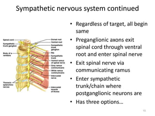 Sympathetic nervous system continued
• Regardless of target, all begin
same
• Preganglionic axons exit
spinal cord through ventral
root and enter spinal nerve
• Exit spinal nerve via
communicating ramus
• Enter sympathetic
trunk/chain where
postganglionic neurons are
• Has three options…
15
 