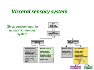 Visceral sensory system
18
Gives sensory input to
autonomic nervous
system
 