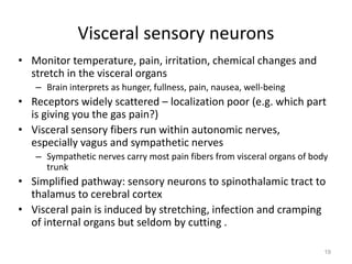 Visceral sensory neurons
• Monitor temperature, pain, irritation, chemical changes and
stretch in the visceral organs
– Brain interprets as hunger, fullness, pain, nausea, well-being
• Receptors widely scattered – localization poor (e.g. which part
is giving you the gas pain?)
• Visceral sensory fibers run within autonomic nerves,
especially vagus and sympathetic nerves
– Sympathetic nerves carry most pain fibers from visceral organs of body
trunk
• Simplified pathway: sensory neurons to spinothalamic tract to
thalamus to cerebral cortex
• Visceral pain is induced by stretching, infection and cramping
of internal organs but seldom by cutting .
19
 