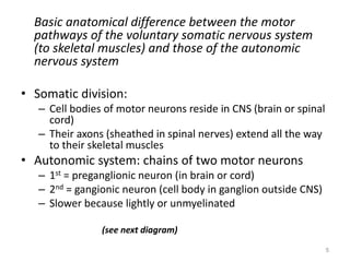 Basic anatomical difference between the motor
pathways of the voluntary somatic nervous system
(to skeletal muscles) and those of the autonomic
nervous system
• Somatic division:
– Cell bodies of motor neurons reside in CNS (brain or spinal
cord)
– Their axons (sheathed in spinal nerves) extend all the way
to their skeletal muscles
• Autonomic system: chains of two motor neurons
– 1st = preganglionic neuron (in brain or cord)
– 2nd = gangionic neuron (cell body in ganglion outside CNS)
– Slower because lightly or unmyelinated
(see next diagram)
5
 