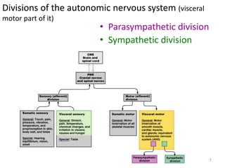 Divisions of the autonomic nervous system (visceral
motor part of it)
• Parasympathetic division
• Sympathetic division
7
 