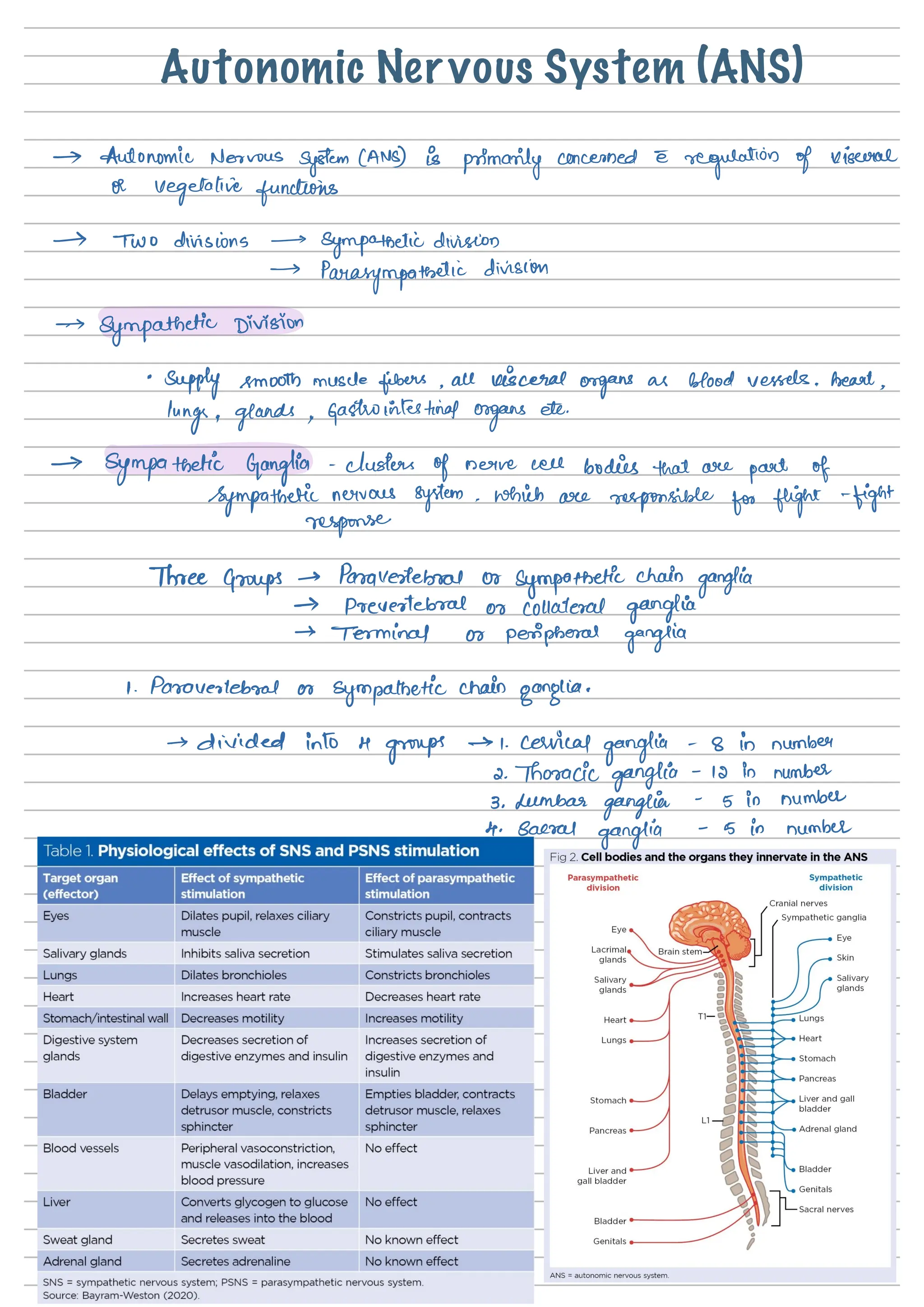 Parasympathetic nervous system visual data 6