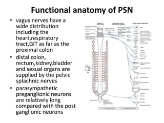 Functional anatomy of PSN
• vagus nerves have a
wide distribution
including the
heart,respiratory
tract,GIT as far as the
proximal colon
• distal colon,
rectum,kidney,bladder
and sexual organs are
supplied by the pelvic
splachnic nerves
• parasympathetic
preganglionic neurons
are relatively long
compared with the post
ganglionic neurons
 