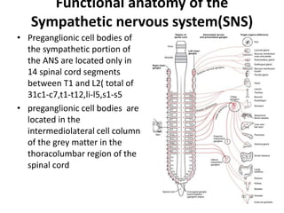 Functional anatomy of the
Sympathetic nervous system(SNS)
• Preganglionic cell bodies of
the sympathetic portion of
the ANS are located only in
14 spinal cord segments
between T1 and L2( total of
31c1-c7,t1-t12,li-l5,s1-s5
• preganglionic cell bodies are
located in the
intermediolateral cell column
of the grey matter in the
thoracolumbar region of the
spinal cord
 