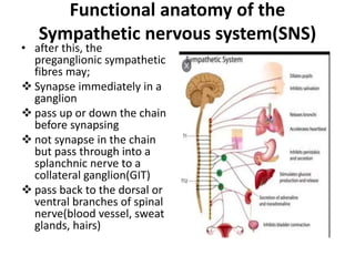 Functional anatomy of the
Sympathetic nervous system(SNS)
• after this, the
preganglionic sympathetic
fibres may;
 Synapse immediately in a
ganglion
 pass up or down the chain
before synapsing
 not synapse in the chain
but pass through into a
splanchnic nerve to a
collateral ganglion(GIT)
 pass back to the dorsal or
ventral branches of spinal
nerve(blood vessel, sweat
glands, hairs)
 