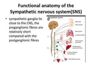Functional anatomy of the
Sympathetic nervous system(SNS)
• sympathetic ganglia lie
close to the CNS, the
preganglionic fibres are
relatively short
compared with the
postganglionic fibres
 